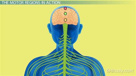 Primary Motor Cortex | Definition, Function & Location - Lesson | Study.com