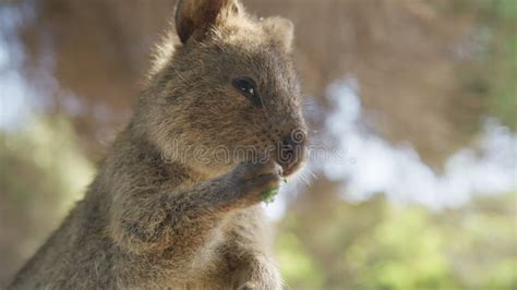 Close Up Portrait Wild Quokka Rottnest Island Western Australia