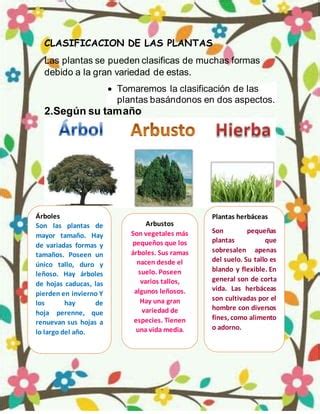 2 Clasificacion De Las Plantas PDF