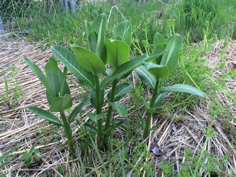 Common milkweed | Integrated Crop Management