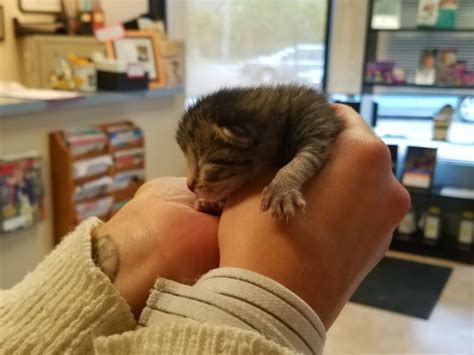 4 Abandoned Kittens Found By Good Samaritan Now Waiting For Forever