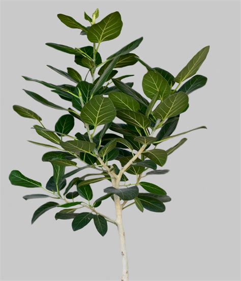 Ficus Onlyplants