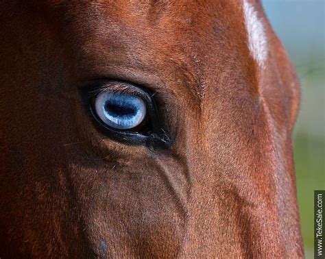 33 best images about Horse Eye Photos on Pinterest | Assessment, Eyes ...