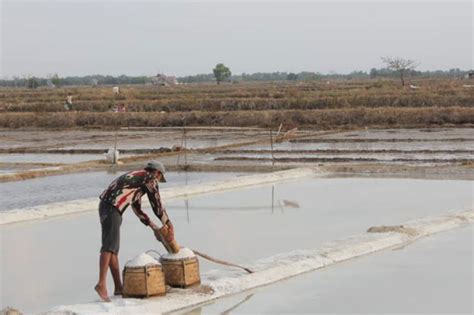 Produksi Garam Meningkat Puluhan Ribu Ton Di Pangkep Sindo Makassar