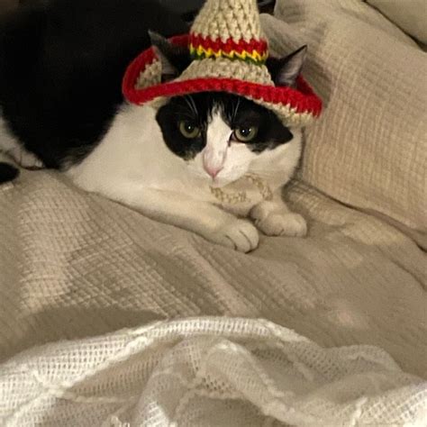 Cat Sombrero Sombrero For Cats Sombrero Hat With Ear Holes For Cats