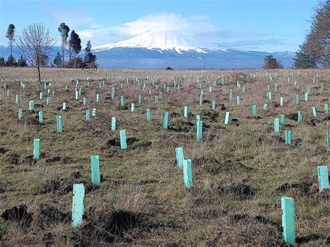 En Maule Ñuble Biobío La Araucanía Los Ríos Y Los Lagos Programa