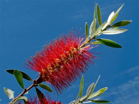 Bottlebrush Plant | Bottlebrush plant, Plants, Beautiful flowers