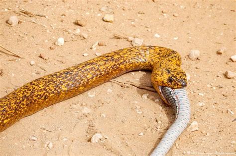 Cobra Swallows Entire Snake In Road UPI