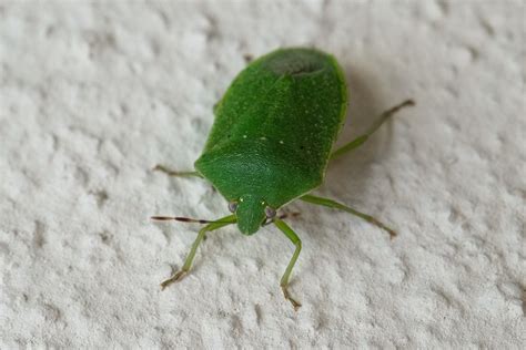 Wanzen Im Haus Wie Du Baumwanze Und Stinkwanze Bek Mpfst Wunderweib