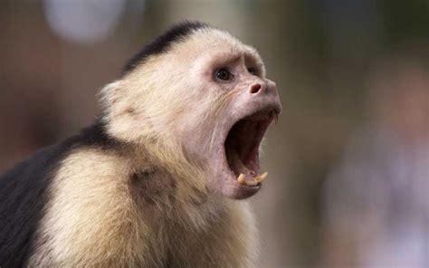 Capuchin Monkey - Monkey Facts and Information