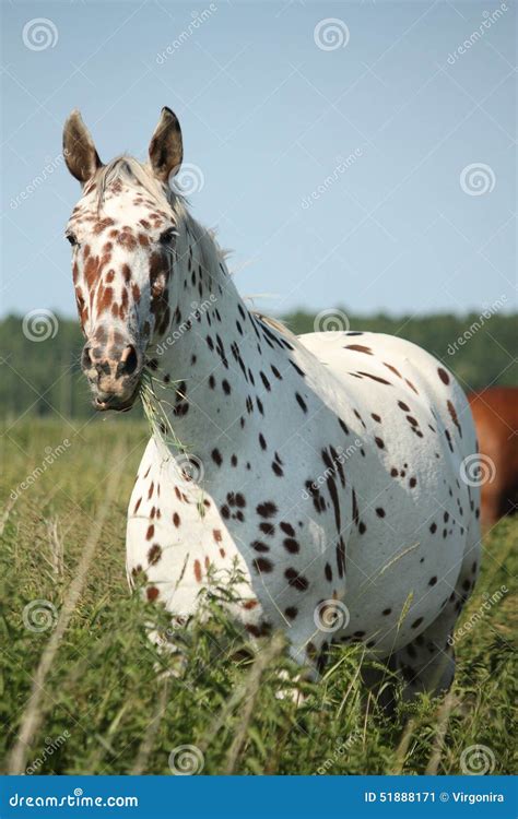 Portrait Of Knabstrupper Breed Horse White With Brown Spots On Coat Royalty-Free Stock Image ...