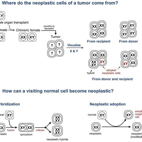 Adopted Neoplastic Cells In Tumors From Sex Mismatched Transplant Download Scientific Diagram