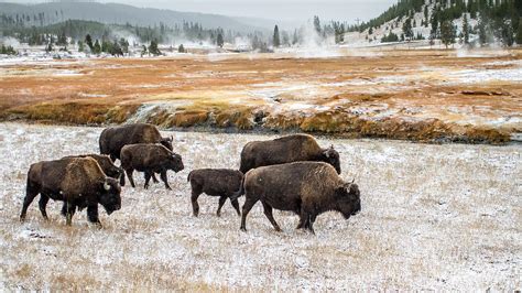 Buffalo In Yellowstone Photograph By Pierre Leclerc Photography Fine