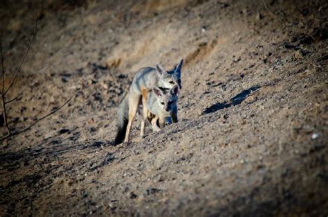 Lobo E Chacal Stock Photos Royalty Free Lobo E Chacal Images