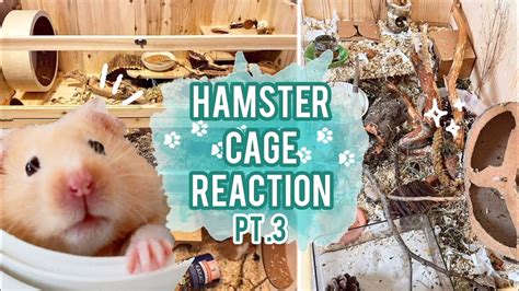 Reacting To My Subscriber S Hamster Cages PT 3 YouTube