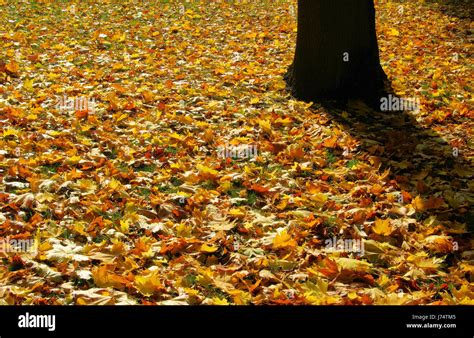 fall foliage  meadow fall foliage  meadow  stock photo alamy