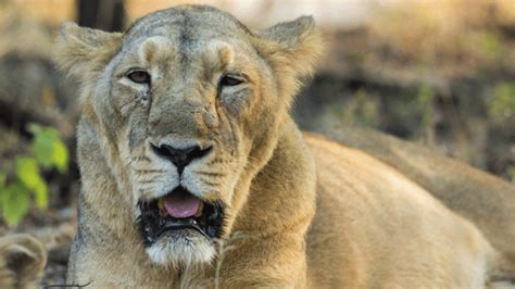 Australia: Scientists discover remains of ancient extinct lion species ...