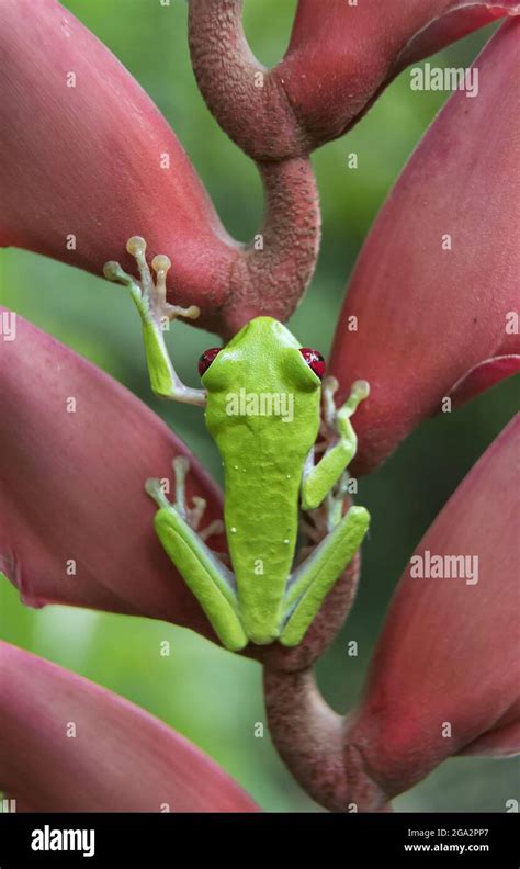 Una Rana De Rbol De Ojos Rojos Agalychnis Callidyas Sube A Una Flor