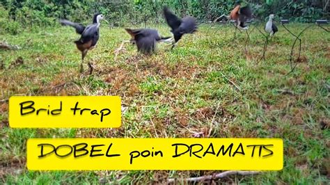 DOBEL POIN DRAMATIS JERAT BURUNG RUAK RUAK BRID TRAP QUOC Al