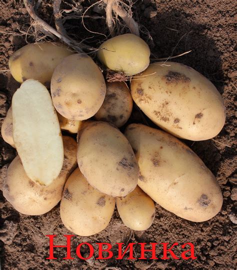 Картошка сказка описание сорта