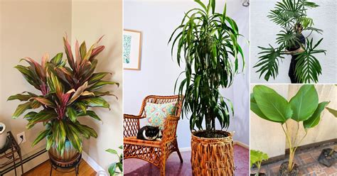 10 Indoor Plants That Look Like Palm Trees Balcony Garden Web