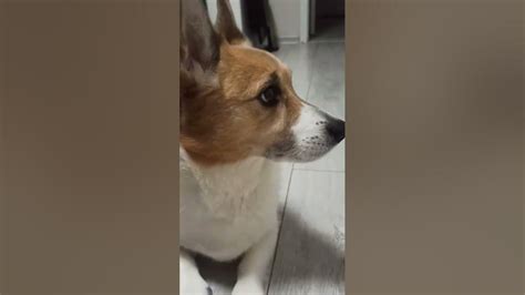 Локи хотел шоколадный сырок!!#корги#Локи#рекомендации#shortsfeed# ...