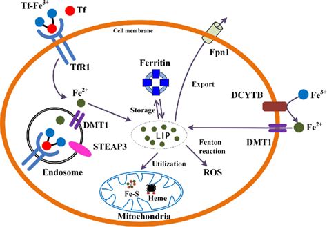 Schematic Representation Of Iron Metabolism In Mammalian Cells Cells