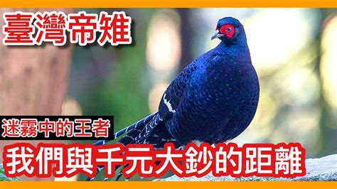 千元鈔票上的這隻鳥原來是「迷霧中的王者」！花了30年的「國鳥帝雉」復育計畫終於有了成果？syrmaticus Mikado【太神奇了傑克