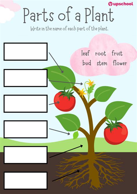 Parts Of A Plant Fill In The Blank Activity Resource