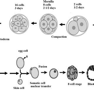 (PDF) Introduction to Pharmaceutical Biotechnology 