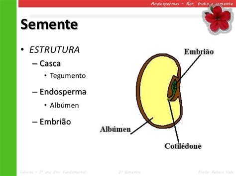 V5 Angiospermas Flor Fruto E Semente Gimnospermas Atividades Sobre Educação