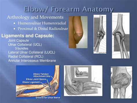 Ppt Pathomechanics Of Elbow Powerpoint Presentation Free Download