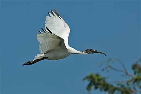 Black-headed Ibis - BirdForum Opus | BirdForum