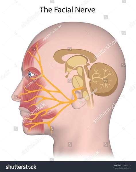 Facial Nerves Anatomy