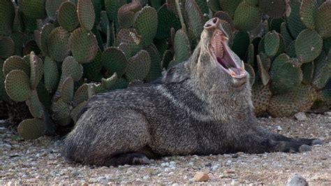 52 Photos That Prove Javelinas Are The Cuties Of The Desert Outdoors