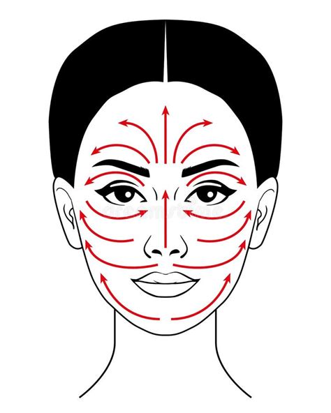 Facial Massage Lines For Applying Cream On Face Stock Vector