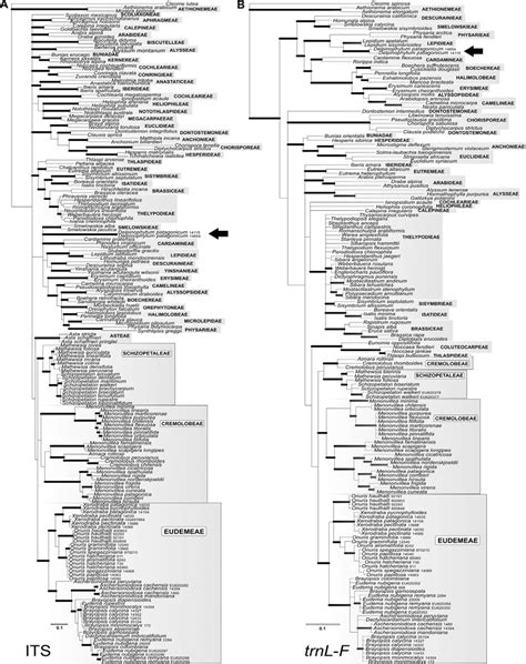 Bayesian 50 Majority Rule Consensus Tree From 12002 Trees Generated