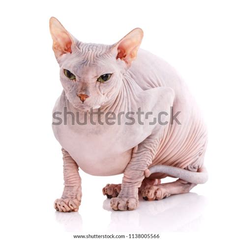 Bald Cat Cat Breed Sphinx Naked Stock Photo Shutterstock