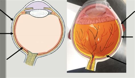 Eye And Ear Anatomy Histology Flashcards Quizlet