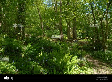 Thorncombe Wood Nature Reserve Ancient Woodland Adjacent To Hardys