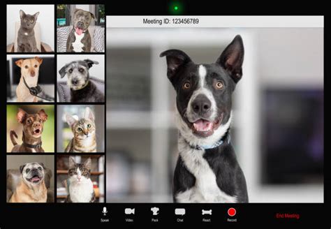 Zoom Meeting Dog Stock Photos Pictures And Royalty Free Images Istock