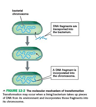 BIO Unit 3 - Cell Division, Genetics and Molecular Biology Flashcards ... 