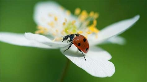 Beetles British Animals Woodland Trust