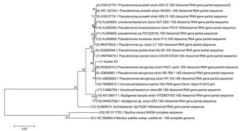 Comparative Phylogenetic Analysis Of The Pseudomonas Aeruginosa Isolate Download Scientific