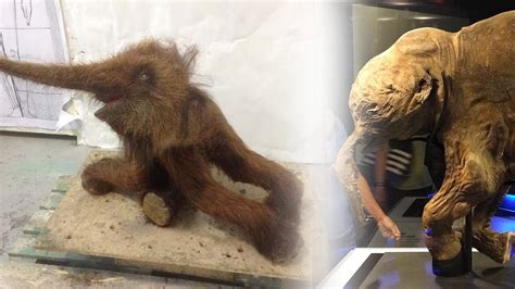 28000 Year Old Woolly Mammoth Cells Brought Back To Life By Scientists