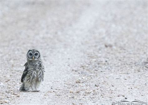 Young Barred Owl At Sequoyah National Wildlife Refuge Mia Mcphersons On The Wing Photography