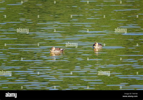 Indian Spot Billed Duck Anas Poecilorhyncha At Hirekolale Lake Of