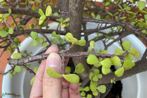 Cómo cuidar un árbol de la abundancia Guía completa y práctica