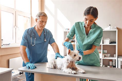 8 dicas para ter um laboratório veterinário de sucesso