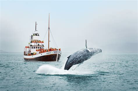 Whales In Iceland